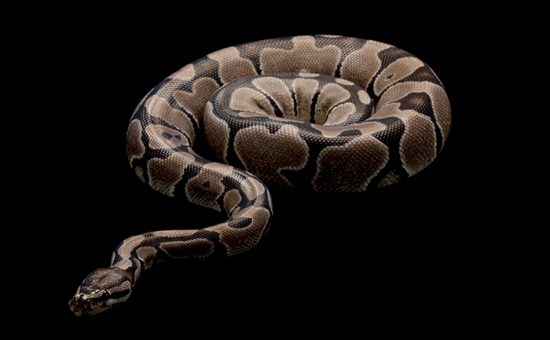 Australian Python Snake. Nonvenomous snakes found in Africa, Asia, and Australia.